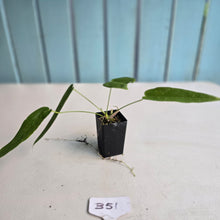 Load image into Gallery viewer, #B51 Anthurium Dolichostachyum