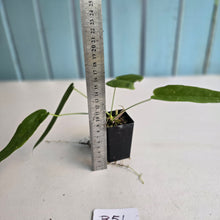 Load image into Gallery viewer, #B51 Anthurium Dolichostachyum