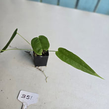 Load image into Gallery viewer, #B51 Anthurium Dolichostachyum