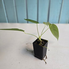 Load image into Gallery viewer, #B51 Anthurium Dolichostachyum