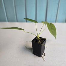 Load image into Gallery viewer, #B51 Anthurium Dolichostachyum