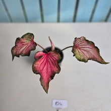 Load image into Gallery viewer, #D4 Caladium