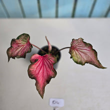 Load image into Gallery viewer, #D4 Caladium