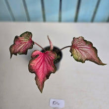Load image into Gallery viewer, #D4 Caladium