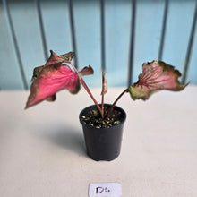 Load image into Gallery viewer, #D4 Caladium