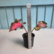 Load image into Gallery viewer, #D4 Caladium