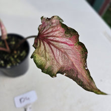 Load image into Gallery viewer, #D4 Caladium