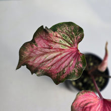 Load image into Gallery viewer, #D4 Caladium
