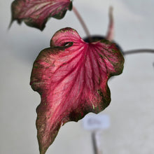 Load image into Gallery viewer, #D4 Caladium
