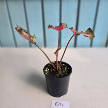 Load image into Gallery viewer, #D4 Caladium