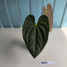 Load image into Gallery viewer, #RB18 Anthurium Dark Complex x Luxurians - With Pup