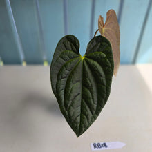 Load image into Gallery viewer, #RB18 Anthurium Dark Complex x Luxurians - With Pup
