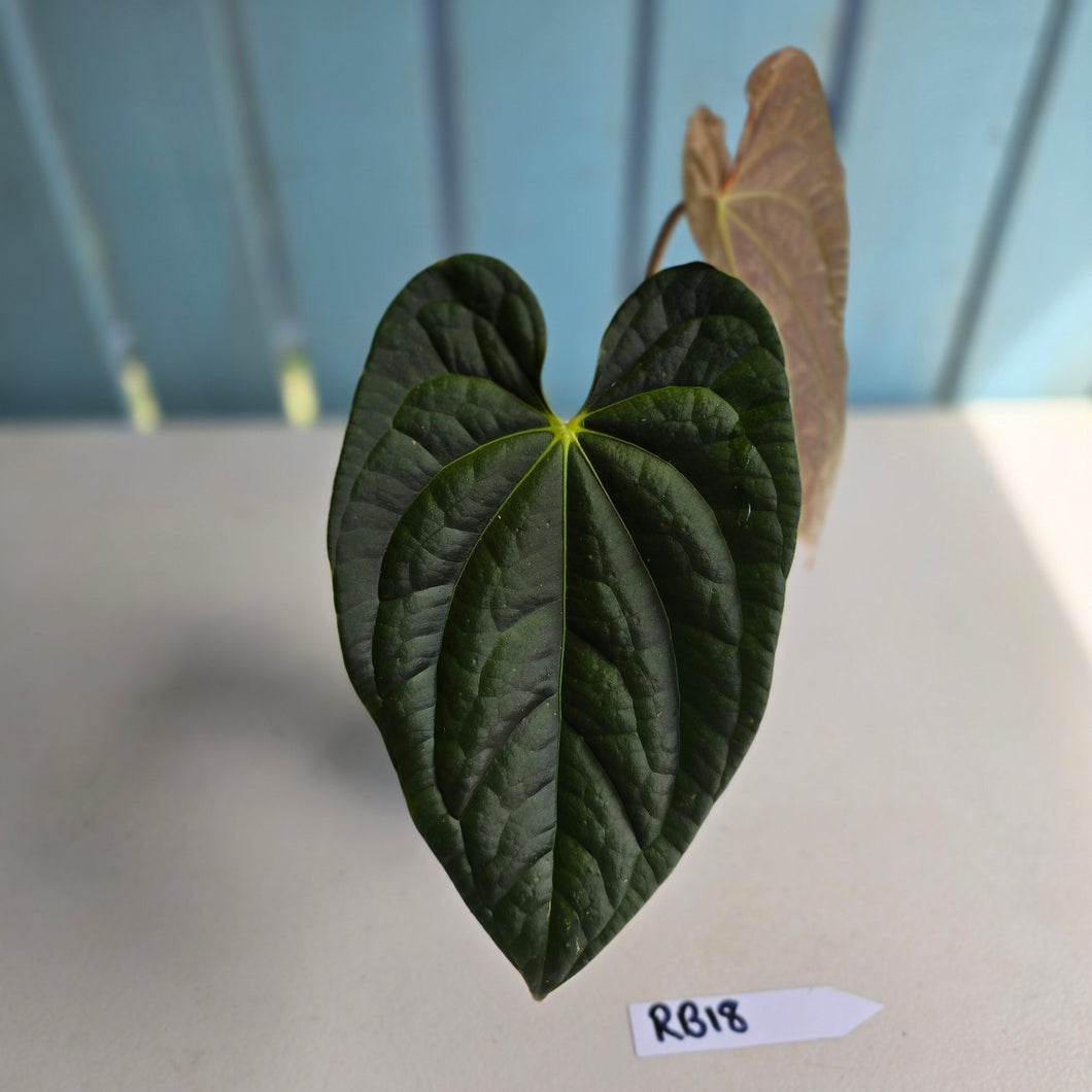 #RB18 Anthurium Dark Complex x Luxurians - With Pup