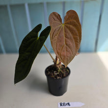 Load image into Gallery viewer, #RB18 Anthurium Dark Complex x Luxurians - With Pup