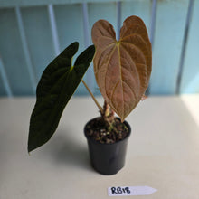Load image into Gallery viewer, #RB18 Anthurium Dark Complex x Luxurians - With Pup