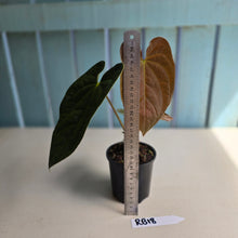 Load image into Gallery viewer, #RB18 Anthurium Dark Complex x Luxurians - With Pup