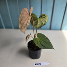 Load image into Gallery viewer, #RB18 Anthurium Dark Complex x Luxurians - With Pup