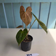 Load image into Gallery viewer, #RB18 Anthurium Dark Complex x Luxurians - With Pup