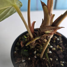 Load image into Gallery viewer, #RB18 Anthurium Dark Complex x Luxurians - With Pup