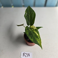 Load image into Gallery viewer, #R38 Variegated Anthurium Forgetii x