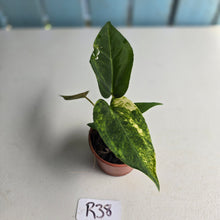 Load image into Gallery viewer, #R38 Variegated Anthurium Forgetii x