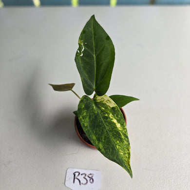 #R38 Variegated Anthurium Forgetii x