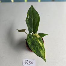 Load image into Gallery viewer, #R38 Variegated Anthurium Forgetii x