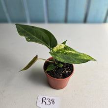 Load image into Gallery viewer, #R38 Variegated Anthurium Forgetii x