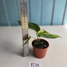 Load image into Gallery viewer, #R38 Variegated Anthurium Forgetii x