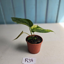 Load image into Gallery viewer, #R38 Variegated Anthurium Forgetii x