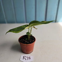 Load image into Gallery viewer, #R38 Variegated Anthurium Forgetii x