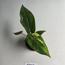 Load image into Gallery viewer, #R38 Variegated Anthurium Forgetii x