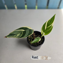 Load image into Gallery viewer, #R485 Heliconia Psittacorum Lady Di Variegata