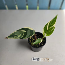 Load image into Gallery viewer, #R485 Heliconia Psittacorum Lady Di Variegata