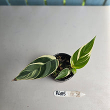 Load image into Gallery viewer, #R485 Heliconia Psittacorum Lady Di Variegata