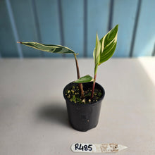 Load image into Gallery viewer, #R485 Heliconia Psittacorum Lady Di Variegata