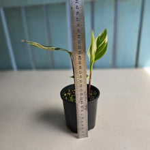 Load image into Gallery viewer, #R485 Heliconia Psittacorum Lady Di Variegata