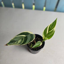 Load image into Gallery viewer, #R485 Heliconia Psittacorum Lady Di Variegata