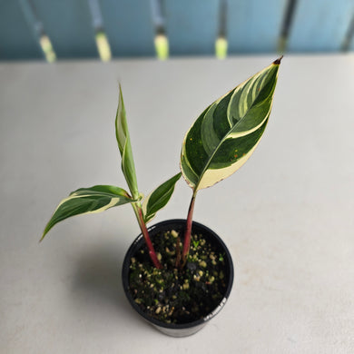 #R485 Heliconia Psittacorum Lady Di Variegata