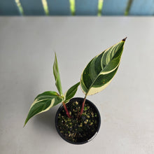 Load image into Gallery viewer, #R485 Heliconia Psittacorum Lady Di Variegata