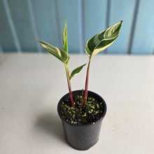 Load image into Gallery viewer, #R485 Heliconia Psittacorum Lady Di Variegata