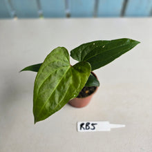 Load image into Gallery viewer, #RB5 Anthurium Luxurians Hybrid x