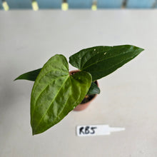 Load image into Gallery viewer, #RB5 Anthurium Luxurians Hybrid x