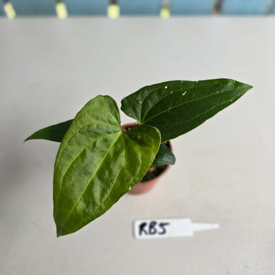 #RB5 Anthurium Luxurians Hybrid x