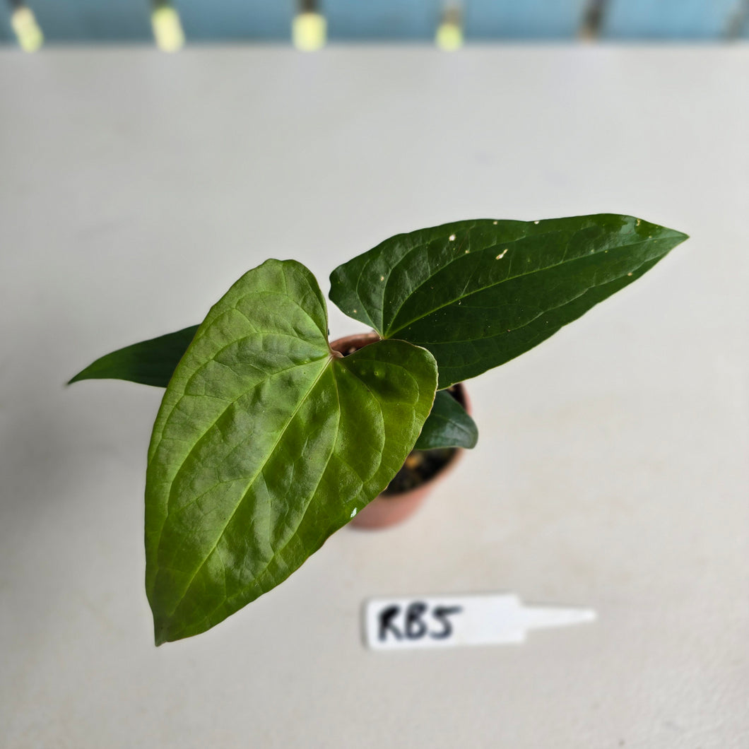 #RB5 Anthurium Luxurians Hybrid x