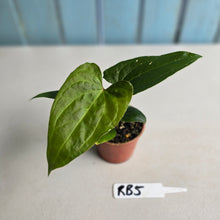 Load image into Gallery viewer, #RB5 Anthurium Luxurians Hybrid x