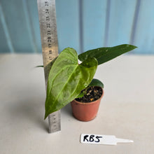 Load image into Gallery viewer, #RB5 Anthurium Luxurians Hybrid x