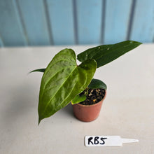 Load image into Gallery viewer, #RB5 Anthurium Luxurians Hybrid x