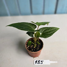 Load image into Gallery viewer, #RB5 Anthurium Luxurians Hybrid x