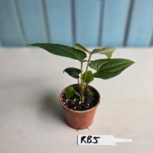 Load image into Gallery viewer, #RB5 Anthurium Luxurians Hybrid x